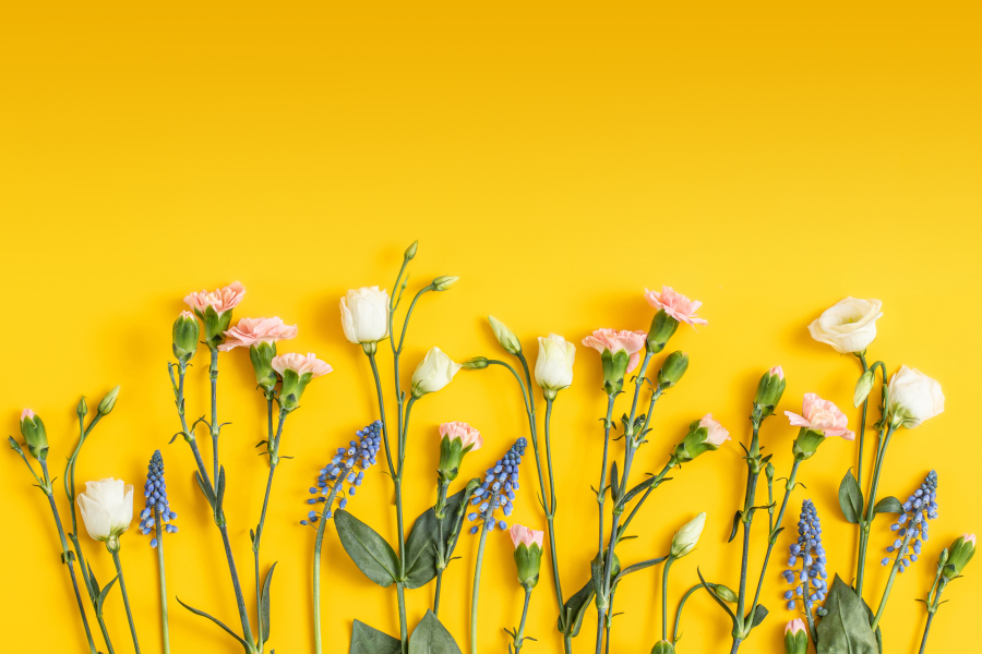 a group of flowers on a yellow background